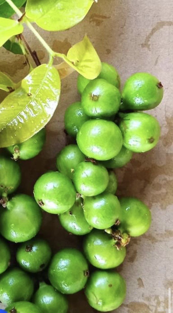 Plinia sp Green Crystal - Taiwan Hybrid — Bellamy Trees